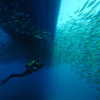 Diver in Oman