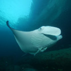 Manta ray in Oman