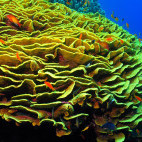 Yellow cup lettuce coral in Oman