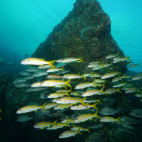 Yellowfin goatfish in Oman.