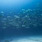 Bumphead parrotfish in Palau.