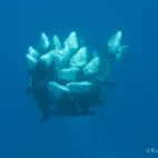 Shoal of bumphead parrotfish in Palau.