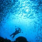 Diver amongst a shoal of fish, Palau.
