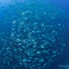 Spawning snapper in Palau.
