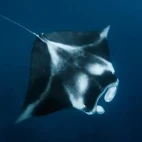 A manta ray in Palau.