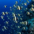 Moorish idols in Palau.