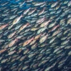 Red/twin spot snappers spawning in Palau.