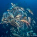 Red/twin spot snapper spawning in Palau.