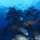 Red/twin spot snappers in Palau.
