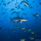 Grey reef shark among seabream, in Palau.