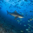 Grey reef shark in Palau.
