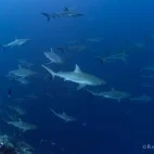 Reef sharks in Palau.