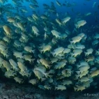 Sailfin snappers spawning in Palau.