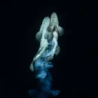 Spawning grouper in Palau.