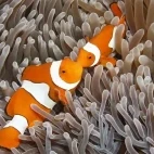 Anemonefish in Uepi Island, the Solomon Islands