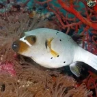 Black-spotted pufferfish in Uepi Island, the Solomon Islands