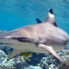 Black-tip reef shark in Uepi Island, the Solomon Islands