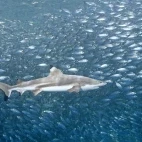 Black-tip reef shark in Uepi Island, the Solomon Islands