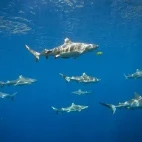Black-tip reef shark in Uepi Island, the Solomon Islands