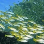 Longspot snapper in Uepi Island, the Solomon Islands