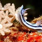 Nudibranch in Uepi Island, the Solomon Islands