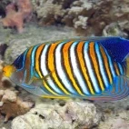 Regal angelfish in Uepi Island, the Solomon Islands