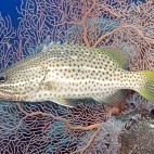 White-lined rock cod in Uepi Island, the Solomon Islands