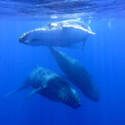 Humpback whale in Queensland, Australia