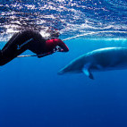 Minke whale in Queensland, Australia