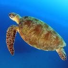 Green turtle in Queensland, Australia