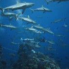 Grey reef sharks at Osprey Reef in Queensland, Australia
