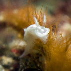 Nudibranch in Fiji