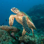 Turtle in Fiji