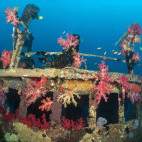 Wreck in Fiji