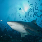 Bull shark in Fiji