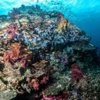 Coral reef in Somosomo Strait in Fiji