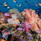 Coral reef in Fiji.