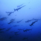 Hammerhead sharks in Fiji
