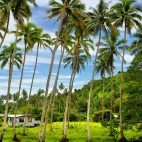 Palm grove on Vanua Levu in Fiji