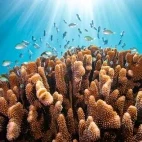 Coral reef in Yasawa Islands, Fiji