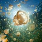 Jellyfish lake in Palau, Micronesia.