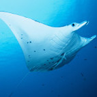 Manta in Palau, Micronesia.