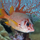 Soldier fish in Palau, Micronesia.
