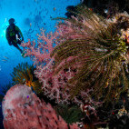 Barney reef in Kimbe Bay, Papua New Guinea.