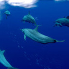 Dolphins in Kimbe Bay, Papua New Guinea.
