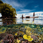 Half and half over and underwater shot in Kimbe Bay, Papua New Guinea.