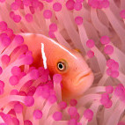 Pink clownfish in Kimbe Bay, Papua New Guinea.