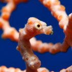 Seahorse in Kimbe Bay, Papua New Guinea.