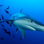 Shark in Kimbe Bay, Papua New Guinea.