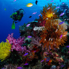 Barney reef in Kimbe Bay, Papua New Guinea.